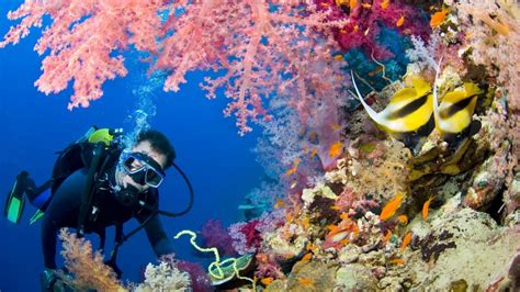 Underwater World Ocean Seabed Diver Barrier Reef With