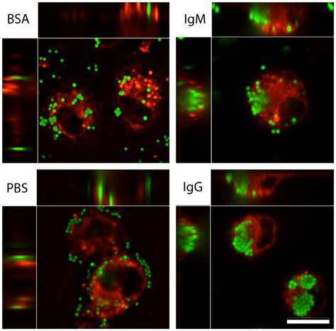 Confocal Microscopy Images Show That Macrophages Internalize Large