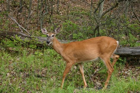 Pa Wildlife Photos Business Landscape Zoo Northeastern