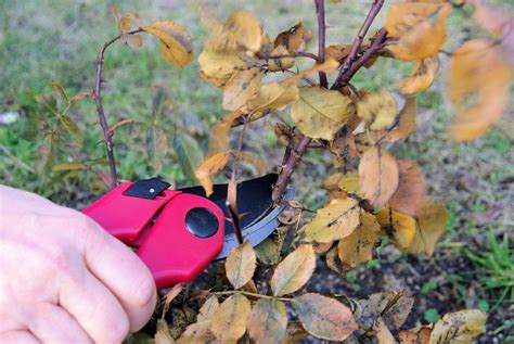 How To Prune Roses 101 Protect Your Roses For Winter