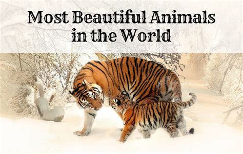 Most Beautiful And Majestic Animals In The World Owlcation