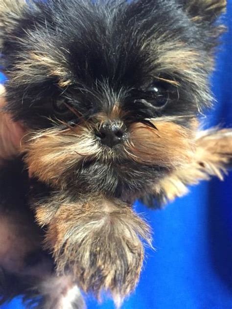 The fastest, safest, and free way of finding your next roommate. Yorkshire Terrier puppy dog for sale in Lafayette, Louisiana