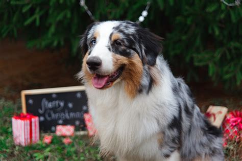 Smiling Australian Shepherd Smiling Portrait Under The Christmas Tree