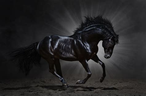 Stallion Wallpapers Top Free Stallion Backgrounds Wallpaperaccess