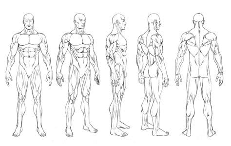Human Body Drawing Template At Free For