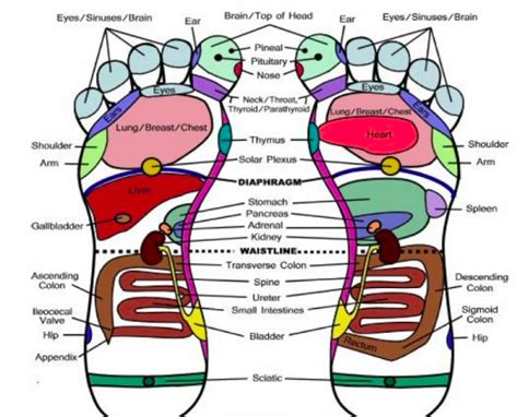 World Reflexology Week Is Here — Massage And Me