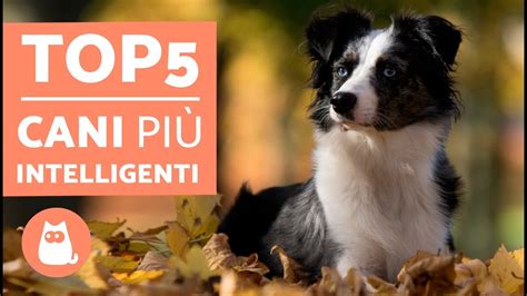 Top 5 Cani Più Intelligenti Del Mondo Cani Più Intelligenti