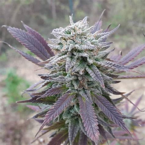 G13 Labs Purple Haze Feminised Cannabis Seeds
