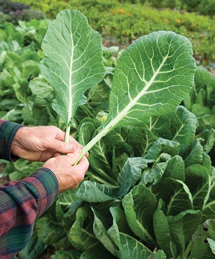 Growing Collard Greens From Seed Johnnys Selected Seeds