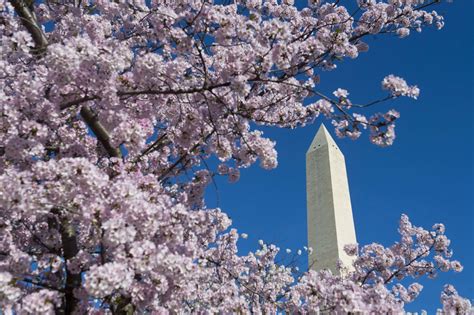 Cherry Blossoms Bloom In Washington Dc