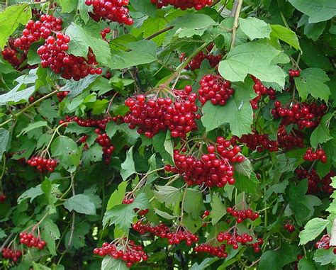 Viburnum Berries Top 10 Shrubs To Attract Songbirds Shrubs Birds Veggie Garden Food Garden