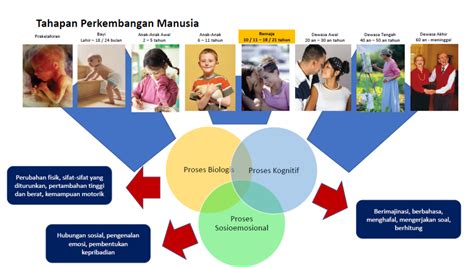 Tahapan Perkembangan Manusia Aji Cokro