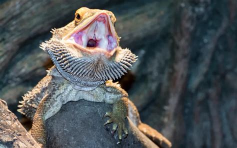 7 Reasons Bearded Dragon Keeps Opening Its Mouth Reptile Jam