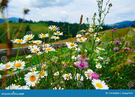 Nature And Flowers Beautiful Wildflowers Near Wooden Fence Along A