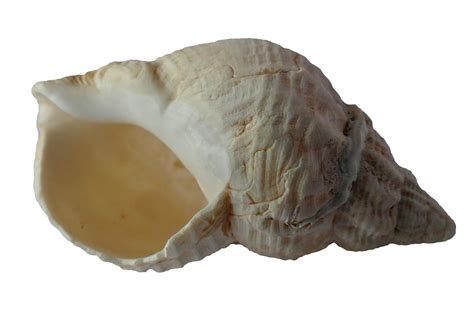 White Conch Shell · Free Stock Photo