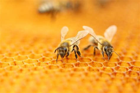 Male Honeybees Blind The Queen Bee During Sex By Injecting Her With