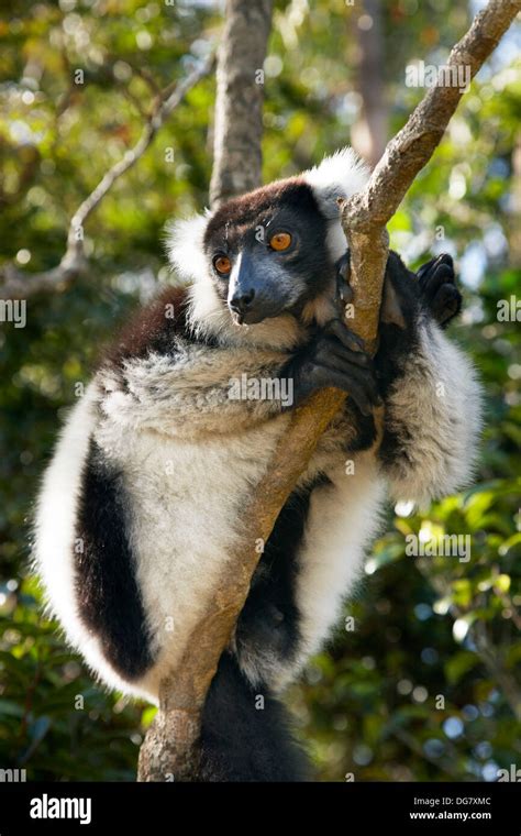 Black And White Ruffed Lemur Varecia Variegata Variegata Lemur´s