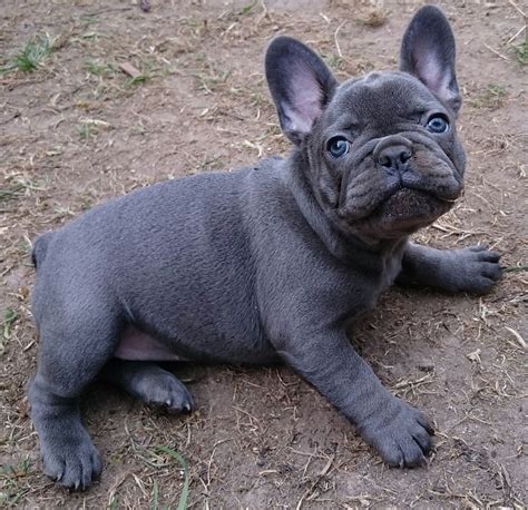 Calm and cuddly date available: Blue french bulldog puppies for sale | Dogs, breeds and ...