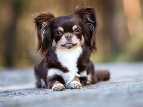 What Is A Long Haired Chihuahua Mix Does It Have A Hairy Problem