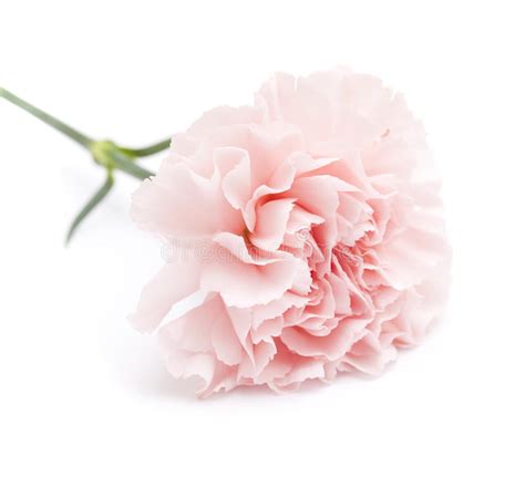 Gentle Pink Carnation Flower Stock Photo Image Of Pink Blooming