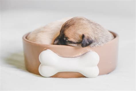But generally, the amount of food your puppy needs will correlate to their sometimes, you will follow advice on how much to feed a puppy perfectly, but your pup will still act hungry! ᐉ How much to Feed a Puppy: Puppy Feeding by Weight Guide