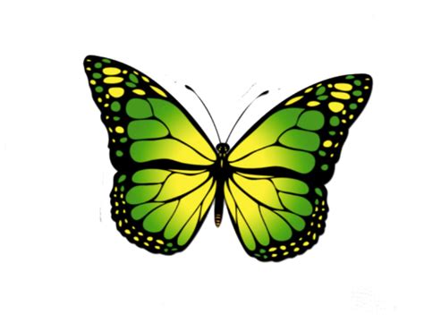 Monarch Butterfly Png Kostenloser Download Png All