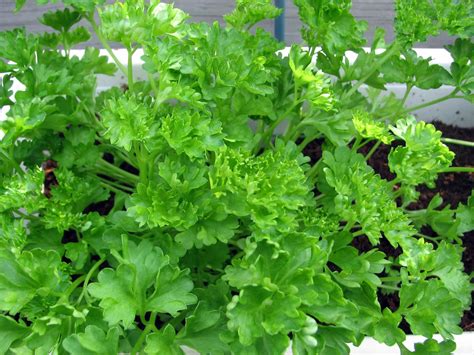 How To Grow Parsley From Seed In Outside Beds The Garden Of Eaden