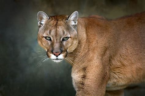 The Wild Cats Of North America