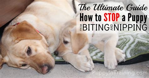 The Ultimate Guide How To Stop A Puppy From Biting And Nipping