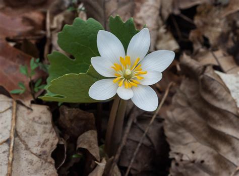 The Great American Indiana Nature Wildflower Project