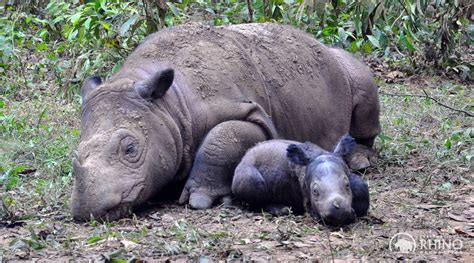 The Plan To Save Sumatran Rhinos Step 3 Breed International Rhino