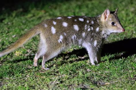 Back From The Dead Eastern Quolls Thriving On Mainland Australia Conjour