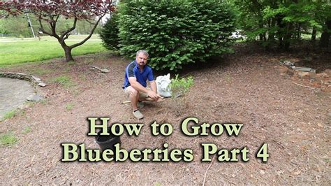 How To Grow Blueberry Bushes Part 4 Planting Blueberry Plants In The