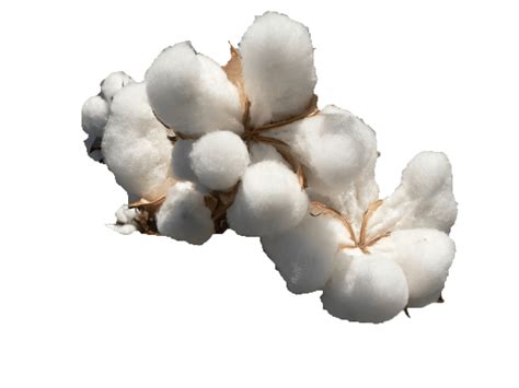 Cotton Png Images Transparent Background Png Play