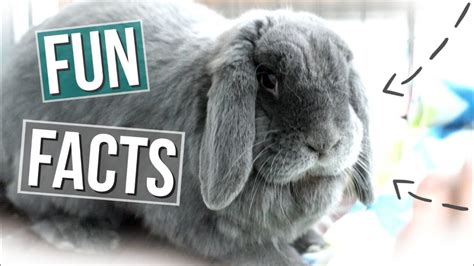 15 Fun Facts About Rabbits Youtube Otosection
