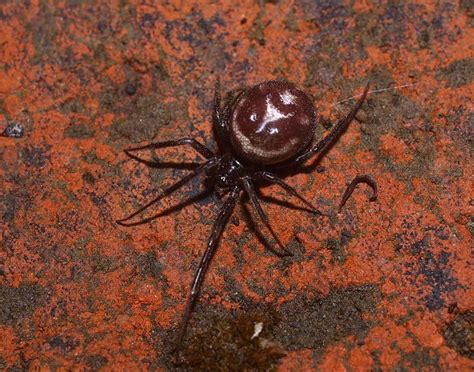 Steatoda Spider