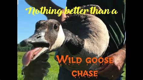 Nothing Like A Goose Chase Youtube