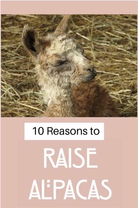 Ten Reasons To Raise Alpacas Alpaca Farm Alpaca Facts Alpaca