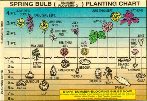 Plant Bulbs For Early Spring Color Wild Bloom