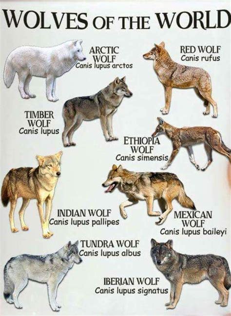 Wolf Types Wolf Dog Indian Wolf Wolf Spirit Animal