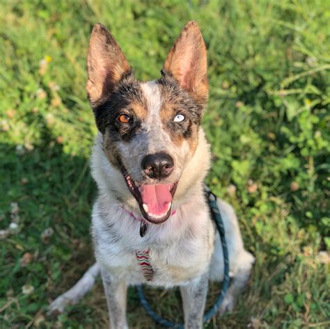 Request A Courtesy Listing Pacific Northwest Cattle Dog Rescue