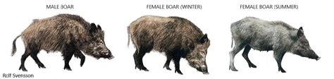 Wild Hogs Vs Pigs How Are They Different Hunting Heart