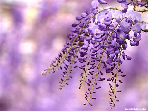 ✓ free for commercial use ✓ high quality images. Purple Flower Background for Powerpoint - Powerpoint ...