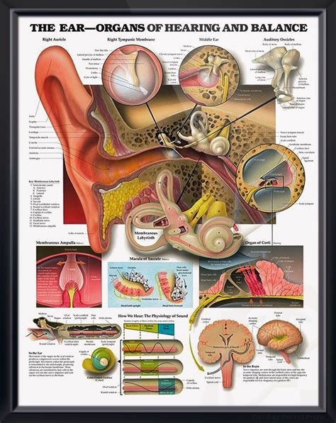 The Ear Organs Of Hearing And Balance Chart 20x26 Ear Anatomy Human