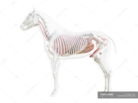 Horse Anatomy And Skeletal System Computer Illustration — Oesophagus