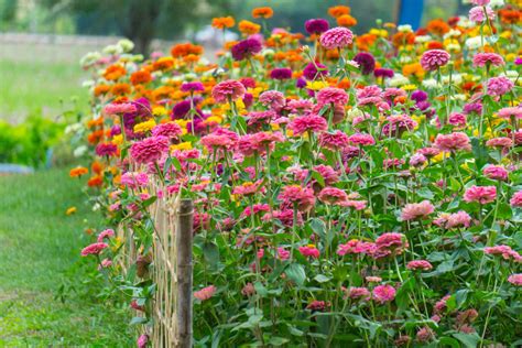 17 Most Colorful Garden Plants