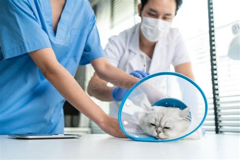 Asian Veterinarian Team Man And Woman Examine Cat In Veterinary Clinic