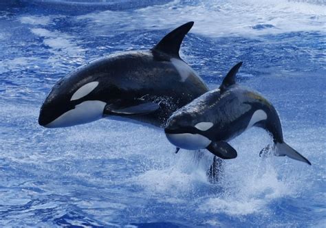 Seaworld Says It Will End Killer Whale Breeding Program Houston Public Media