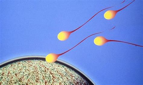 Hope For Male Infertility Scientists Create SPERM From SKIN Cells