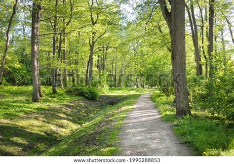 Pathway Rural Road Alley Through Forest Stock Photo 1990288853